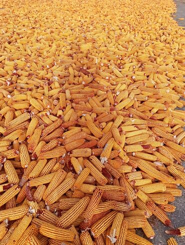 куда отдать собаку бишкек: Продаю кукурузу сорт Октябрьская 70, сухой, чистый. цена: 20 сом