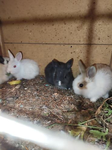 Dovşanlar: Karlik bala dovşanlar bala dovşanlar satılır dovşanlar dovşan — 12