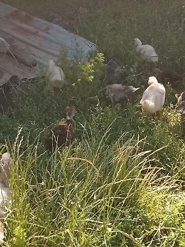 arpanın qiyməti: Macar ördeyi lal 5 manatdan 10 manata qədər qiymetlerle — 4