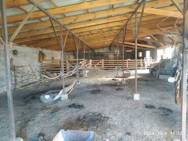 Сельхоз предприятия: Продаю Кошара, 50 соток, Действующий, Частично с оборудованием — 6