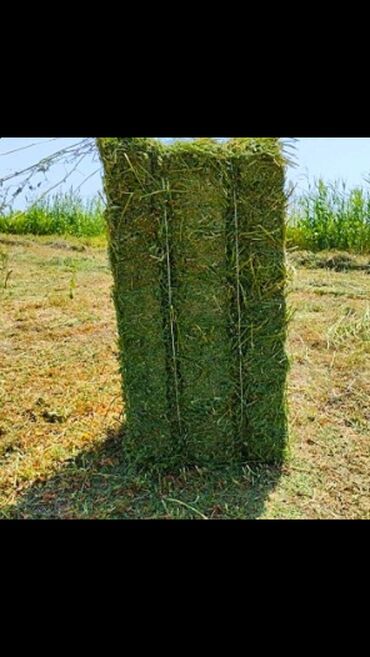 кролики декоративные купить: Продаются!
Продам тюки клевера, третий укос плотные и сухие!