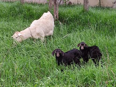 купить козу зааненской породы: Продаю | Коза (самка) | Зааненская | Для разведения