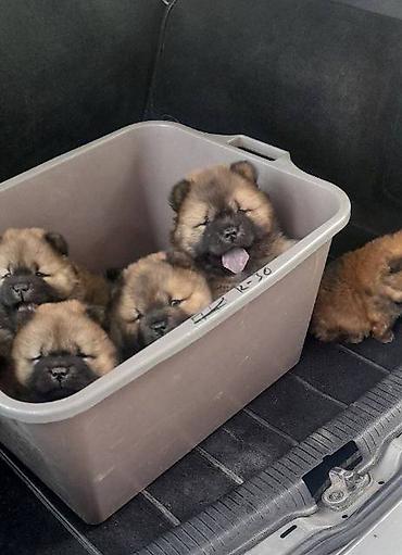 Psi: Chow Chow štenci Štenci Čau-Čau izložbenog potencijala sa rodovnikom — 6