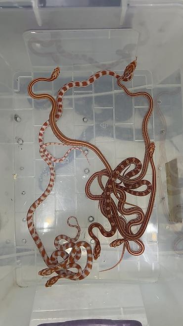 quzu sekli: Cornsnake babys Qeyd: Göndərilən şəkillərdə eyni növə aid bir neçə — 2