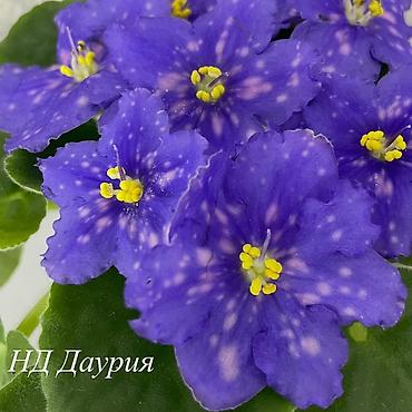 Фиалки и глоксинии: Фиалочки!!! Продам: 1. Укорененные черенки стандартных сортовых — 10