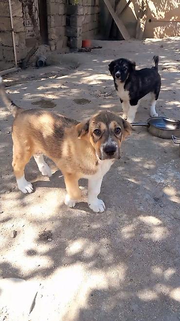 doberman itləri: 2 ay, Dişi, Peyvəndli, Ünvandan götürmə — 1