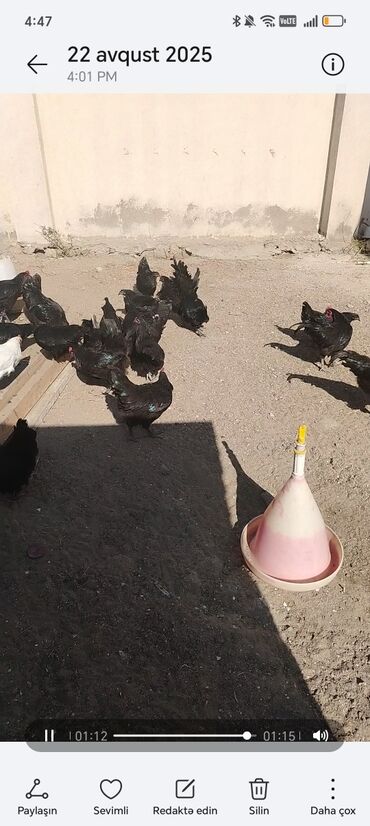 Зоотовары: Fermada yetişdirilmiş ev quşları satışa təqdim olunur. Quşlar sağlam