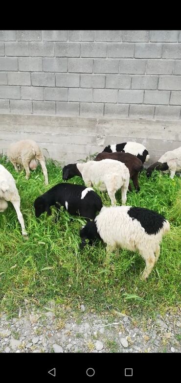 Бараны, овцы: Продаю | Овца (самка), Ягненок | Полукровка | Для разведения | Ярка