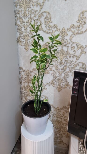 Кактусы: 🌿 Продаю домашние растения 🪴 Красивые, ухоженные и полезные для вашего — 15