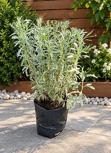 Lavanda 
hazır qablarda.
çox illik bitkidir. 
Ünvan: Maştağa