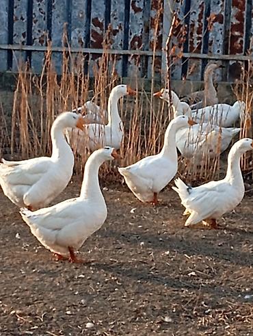 itlə qadin seksi: Məhsul: Ağ qaz sürüsü Təsvir:yumurtlayirlar. agir cəkildilər bu ilki — 2