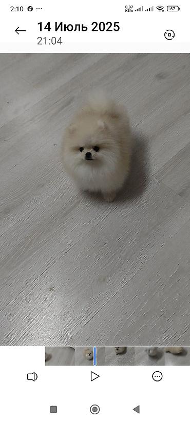 Продажа собак: Шпиц, 3 месяца, Самец, С родословной — 8