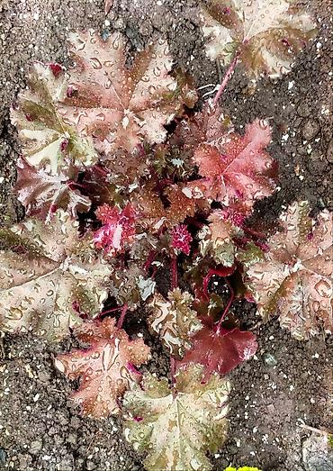 Другие садовые цветы и кустарники: Продаю гейхеру. В коллекции более 80 сортов. Звоните по тел. Вацап — 15