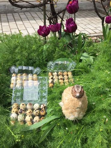 Zdrava hrana: U stalnoj ponudi uvek sveža i lekovita jaja japanskih prepelica. Cena — 3