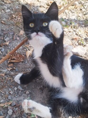 шатландский кот: Отдам котят 3месяца мальчишки 🐈🐈‍⬛🐾