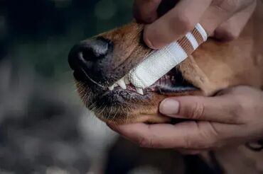 Oprema za kućne ljubimce: Četkica za zube Za Pse - LILA LOVES IT; Efikasno čisti zube, desni i — 8