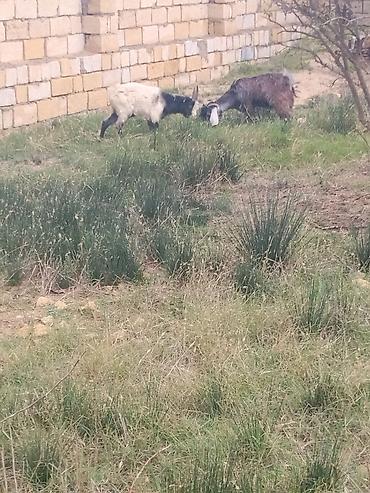 keci ətinin qiyməti: Salam dortendi erkydi dördü qiymeteri ferqldi her qiymətə var sağlam — 2