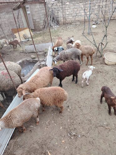 Qoyunlar, qoçlar: Məhsul: Qoyun və quzular Qoyun balası ilə satılır cəm 13 qoyun 13 — 3