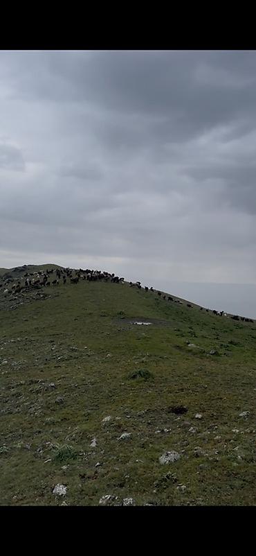 село жал: Для сельского хозяйства — 2