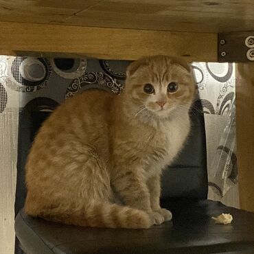 бесплатные коты: Пародистый рыжий шотландец очень ласковый кот приучен к лотку