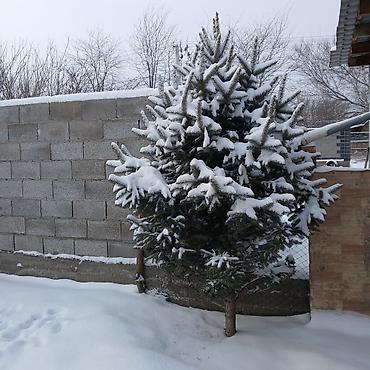 Декоративные деревья: Саженцы деревьев: Ели — 2
