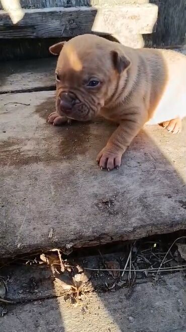 İtlər: Pitbul, 1 ay, Erkek, Peyvəndli, Pulsuz çatdırılma — 7