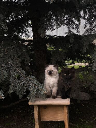 сиамский котенок: Отдадим благородных котят от сиамской кошки (на последнем фото мама)