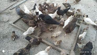 barter xoruz: Salam teserufatda her sort lal ordeylerimiz var 5 gunlukden 1 iline — 10