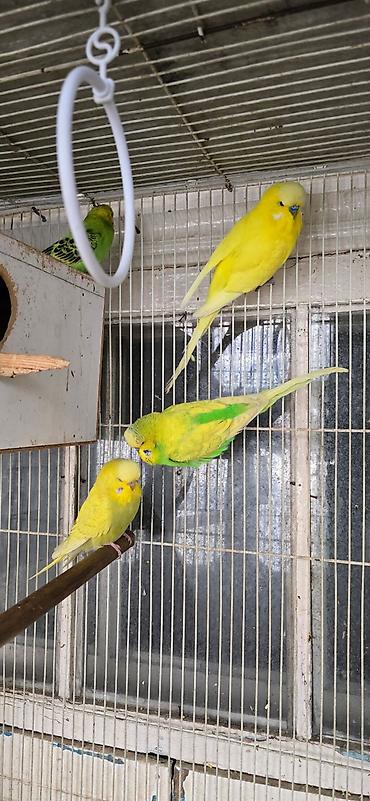 Птицы: Попугаи: Ожереловые (экзоты), Неразлучники и Волнистые ​Описание — 6