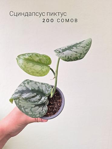 растения в аквариум: 🌿 Комнатные растения/цветы (детки/молодые растения). 🪴 Названия и цены — 10