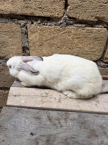 canaqlı heyvanlar: Yeri rizen sadılır riyal alıcı gelib baxada biler he bir pureblemi — 5