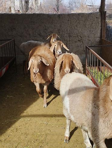 Баран, овца: Продаю | Ягненок | Арашан, Полукровка | Для разведения | Ярка — 8