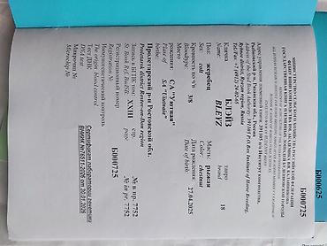 Лошади, кони: Продаю | Жеребенок | Дончак | Для разведения | Племенные — 15