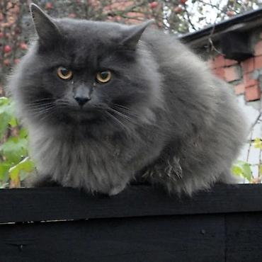 pişik satışı sumqayıt: **Uzun tüklü boz pişik** Tünd boz rəngdə, uzun, sıx və yumşaq tüklərə — 3