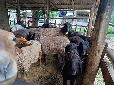 Баран, овца: Продаю | Баран (самец) | Эдильбаевская at lalafo.kg — 1 Баран, овца: Продаю | Баран (самец) | Эдильбаевская — 1