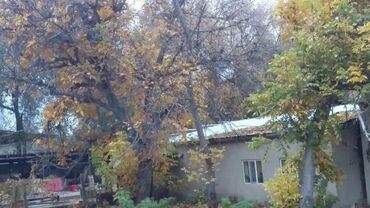 черный орех саженцы купить: Ореховые деревья на корне 3 шт