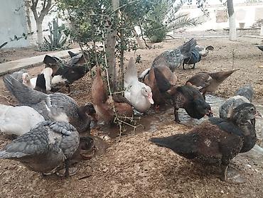 Животные: Oz heyetimiz ordekleri, cekisi 2-3 кг, 2 ay liq ordekler, 100 eded — 2