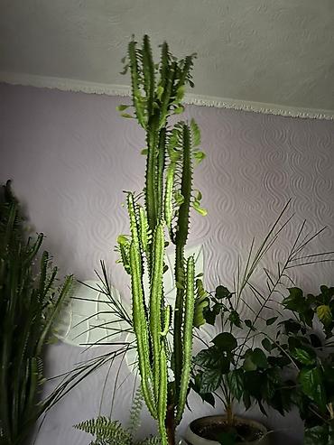 высокий кактус: Юкка/молочай декоративный высокий (колонновидный суккулент) - — 1