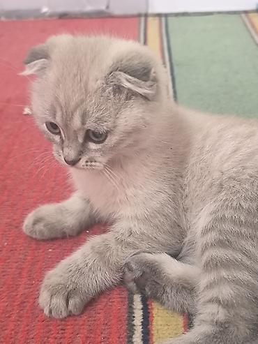кошка шотландская вислоухая: Шотландский вислоухий котёнок (Scottish Fold) - Окрас — 4