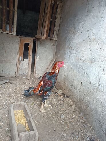 Xoruzlar: Heyratilar satilir tergidirem deye ne heyvanim var hamsini satiram her -da lalafo.az — 2 Xoruzlar: Heyratilar satilir tergidirem deye ne heyvanim var hamsini satiram her — 2