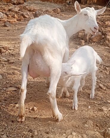 ниссан х трейл запчасти: Ağ rəngli süd keçisi və balası - Cins tipi: süd yönümlü, yüngül