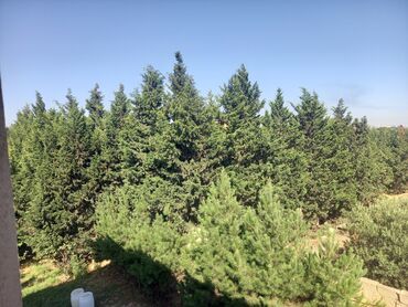 xacmaz torpag: 33 sot, Mülkiyyətçi, Kupça (Çıxarış)
