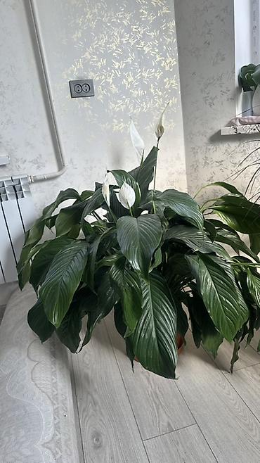 уход за цветами: Крупный спатифиллум (Spathiphyllum), «женское счастье» - Пышный — 1