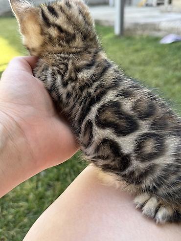 Продажа кошек: Бенгальская, 1 месяц, Мальчик at lalafo.kg — 3 Продажа кошек: Бенгальская, 1 месяц, Мальчик — 3