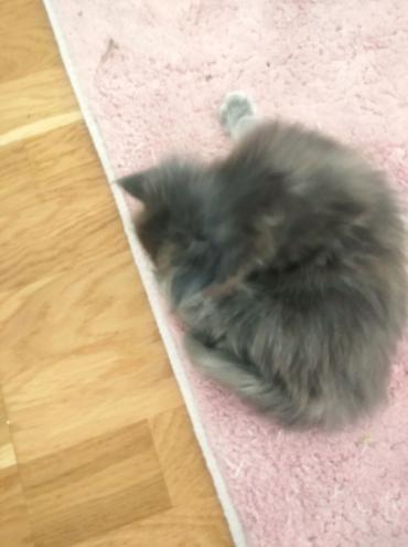 maine coon satışı: Yaxşı əllərə — 1