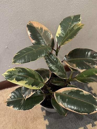 green leaf: Фикус эластика Tineke (вариегатный) - Домашнее декоративнолиственное — 3