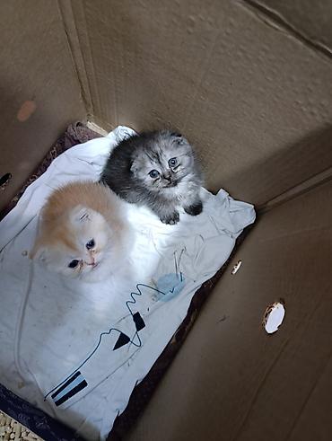 Мышыктар сатылат: Шотландские котята (вислоухие/страйт) из одного помёта. - Окрас — 4