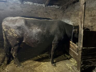 Коровы, быки: Продаю | Бык (самец) | На откорм | Привязанные — 4