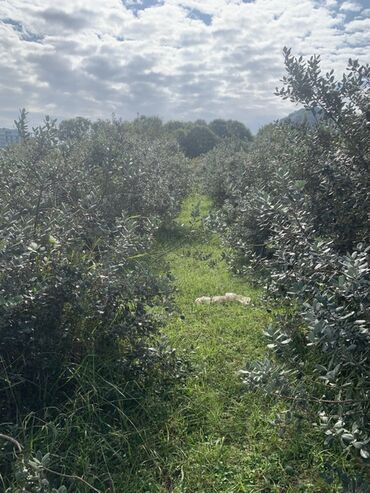 Torpaq sahələrinin satışı: 70 sot, Kənd təsərrüfatı, Bələdiyyə, Texniki pasport — 11