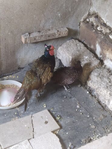 Akvariumlar: Rumin sortu bir erkək və bir dişi qırqovul satılır. Dişi qırqovul